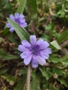 Blue petals, close up