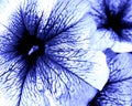 Blue Petunia Closeup 