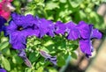 Blue petunia flower in nature