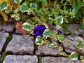 Blue petunia flower blooming in spring, on a low wall