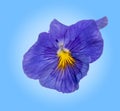 Blue petunia isolated against colorful background