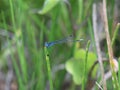 A blue PetÃÂ©n dancer damselfy perched