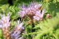 Blue phacelia, a plant grown for feed for farm animals.