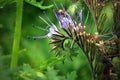 Blue phacelia, a plant grown for feed for farm animals.