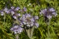 Blue phacelia Royalty Free Stock Photo