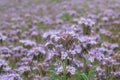 Blue phacelia Phacelia Tanacetifolia also known as tansy balsamic.