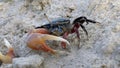 A blue Philippino fiddler crab walking on a beach