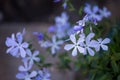 Blue Phlox flowers,Phlox divaricata`Clouds of Perfume`