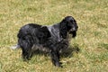Blue Picardy Spaniel Dog standing on Grass Royalty Free Stock Photo
