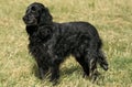 Blue Picardy Spaniel, Dog standing on Grass Royalty Free Stock Photo