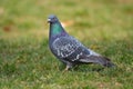 Blue pigeon