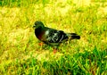 A blue pigeon in the green grass