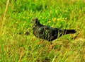 A blue pigeon in the green grass