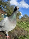 a blue pigeon on the ground close up portrait