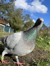 a blue pigeon on the ground close up portrait