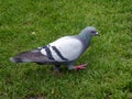 Blue pigeon looking for something to eat