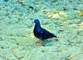 A blue pigeon on the sand