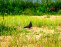 A blue pigeon on the sand and grass