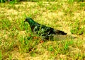 A blue pigeon on the sand and grass