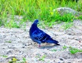 A blue pigeon on the sand and grass