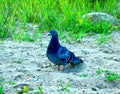 A blue pigeon on the sand and grass