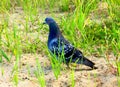 A blue pigeon on the sand and grass