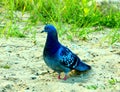 A blue pigeon on the sand and grass