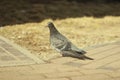 The blue pigeon sits on the pavement paved with paving stones against a backdrop of dry grass in the light of the sun Royalty Free Stock Photo