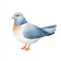 Blue pigeon with a soft watercolor texture, white isolated background Royalty Free Stock Photo