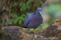 Blue pigeon on tree