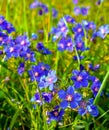 Blue Pimpernel, Flaxleaf Pimpernel `Gentian Blue` Anagallis monellii