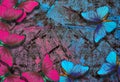 Blue and pink abstract background. bright morpho butterflies on blue and pink pastel background Royalty Free Stock Photo