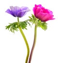 Blue and pink anemone coronaria Royalty Free Stock Photo