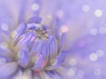 Blue-pink blurred background dahlia flower. flower on the blurred background. floral composition. floral background. Royalty Free Stock Photo