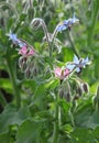 Blue and pink borage flowers Royalty Free Stock Photo