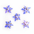 Blue and pink borage flowers Royalty Free Stock Photo