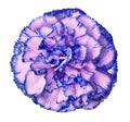 Blue-pink carnation flower on a white isolated background with clipping path. Closeup. For design. Royalty Free Stock Photo
