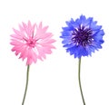 Blue and pink cornflowers isolated