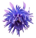 Blue-pink dahlia flower on white isolated background with clipping path no shadows. Closeup. Royalty Free Stock Photo