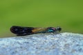 Blue Pink Damselfy/Dragon Fly/Zygoptera sitting on the river rock/stone Royalty Free Stock Photo