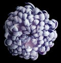 Blue-pink flower chrysanthemum. black isolated background with clipping path. Closeup. no shadows.