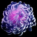 Blue-pink flower chrysanthemum. Motley garden flower. black isolated background with clipping path no shadows. Closeup. Royalty Free Stock Photo