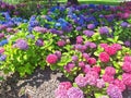 The blue and pink flower hydrangea macrophylla or hydrangea ardorescens Royalty Free Stock Photo