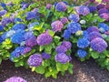 The blue and pink flower hydrangea macrophylla or hydrangea ardorescens Royalty Free Stock Photo