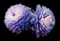 Blue-pink flowers chrysanthemum. black isolated background with clipping path. Closeup no shadows. For design.
