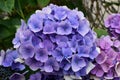 Blue, blue, pink flowers hydrangea in the old garden.