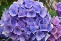 Blue, blue, pink flowers hydrangea in the old garden. Royalty Free Stock Photo
