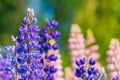 Blue and pink flowers of lupine on a background of greenery. Lupinus is a grass plant of the legume family with bright colors