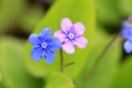 Blue and Pink Flowers of Omphalodes verna