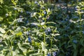 Blue and pink flowers prickly comfrey are on a beautiful blurred green background